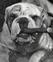 Picture of bulldog with cigar