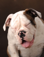 Picture of Bulldog with eyes closed and tongue out