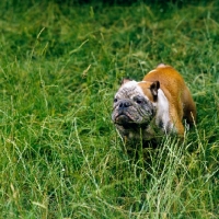 Picture of bulldog with muddy face standing in long grass