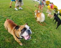 Picture of Bulldog with other dogs in a field
