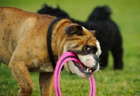 Picture of Bulldog with ring frisbee