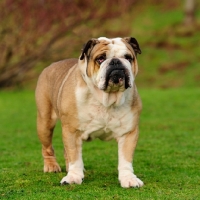 Picture of Bulldog
