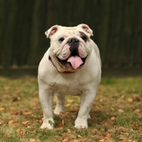 Picture of Bulldog