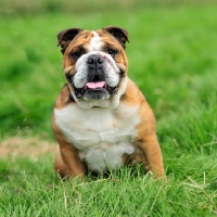 Picture of Bulldog