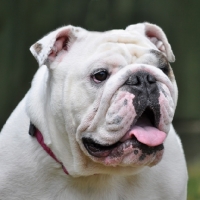 Picture of Bulldog