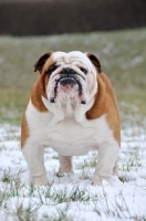 Picture of Bulldog