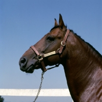 Picture of bullet hanover, standardbred stallion wearing head collar with nameplate