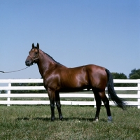 Picture of bullet hanover, standardbred stallion at hanover shoe farm