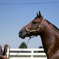 Picture of bullet hanover, standardbred stallion wearing head collar with nameplate