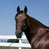 Picture of bullet hanover,standardbred stallion at hanover shoe farm