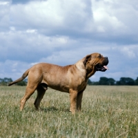 Picture of bullmastiff in a field