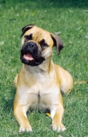 Picture of Bullmastiff lying down in grass