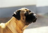 Picture of bullmastiff, portrait looking up