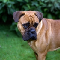 Picture of bullmastiff portrait