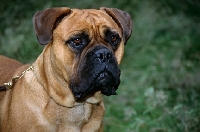 Picture of bullmastiff portrait