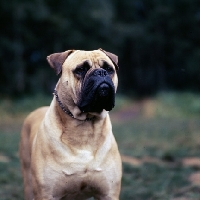 Picture of bullmastiff portrait