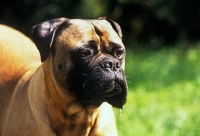 Picture of bullmastiff, portrait