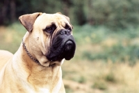 Picture of bullmastiff portrait