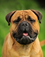 Picture of Bullmastiff portrait