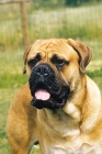 Picture of bullmastiff portrait