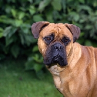 Picture of bullmastiff portrait