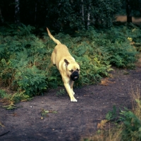 Picture of bullmastiff racing through bracken in forest