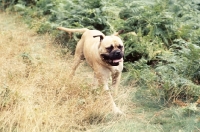 Picture of bullmastiff running 