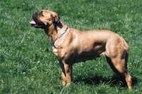 Picture of bullmastiff side view