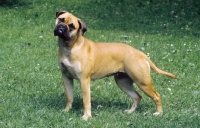 Picture of Bullmastiff side view