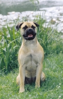 Picture of Bullmastiff sitting in greenery