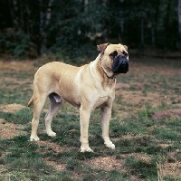 Picture of bullmastiff standing in a field