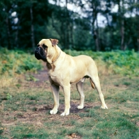 Picture of bullmastiff standing in a field