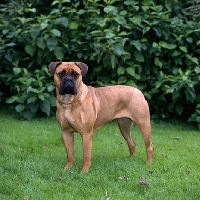 Picture of bullmastiff standing on grass