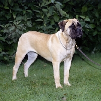 Picture of bullmastiff standing on grass