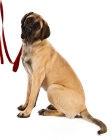 Picture of Bullmastiff