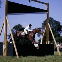 Picture of burghley international horse trials 1974, bridget parker riding cornish gold at the guillotine
