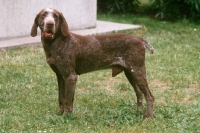 Picture of Burgos Pointer aka Perdiguero de Burgos, side view