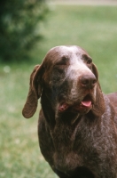 Picture of Burgos Pointer aka Perdiguero de Burgos