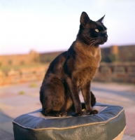Picture of Burmese brown cat sitting on leather cushion in beautiful sunlight