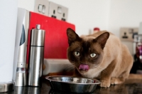 Picture of Burmese cat eating from kitchen worktop