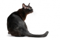 Picture of Burmese cat looking back