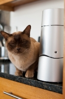 Picture of Burmese cat on kitchen worktop