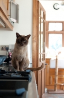 Picture of Burmese cat sitting on worktop