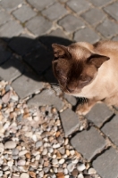 Picture of Burmese cat standing in sun