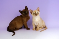 Picture of Burmese Chocolate and Chocolate Tortie Kittens