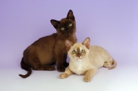 Picture of Burmese Chocolate and Chocolate Tortie Kittens on purple background
