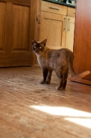 Picture of Burmese in kitchen