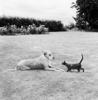 Picture of burmese kitten approaching a liurcher