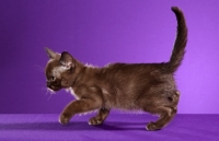Picture of Burmese kitten