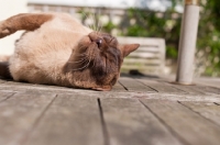 Picture of Burmese lying in sun, eyes closed
